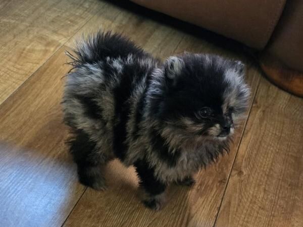 Ready now! Merle teddybear pomeranian puppies for sale in Withern, Lincolnshire
