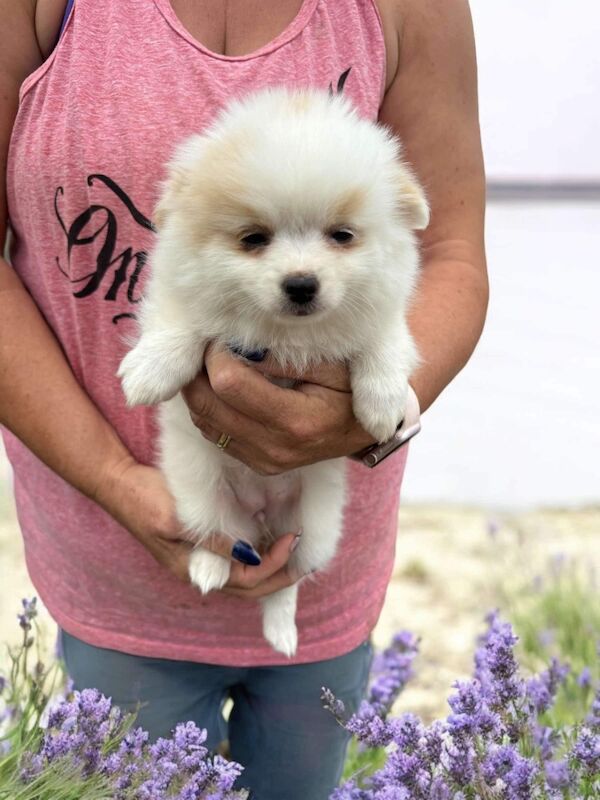 Ready now Pomeranian cross chihuahua £500 for sale in Peterborough, Cambridgeshire - Image 6