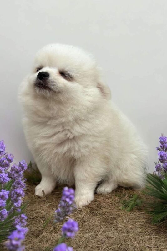 Ready now Pomeranian cross chihuahua £500 for sale in Peterborough, Cambridgeshire - Image 7