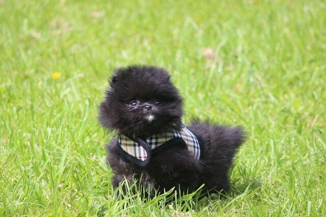 Ready now! Teddybear black pomeranian puppy for sale in Withern, Lincolnshire