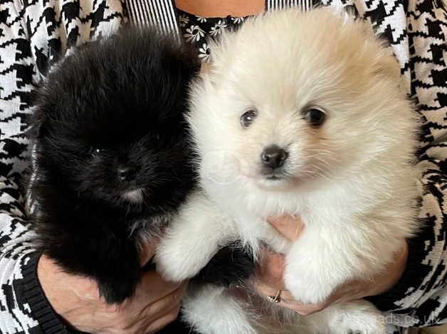 Ready now! Xs Kc Teddy Bear Pomeranians for sale in Ammanford/Rhydaman, Carmarthenshire