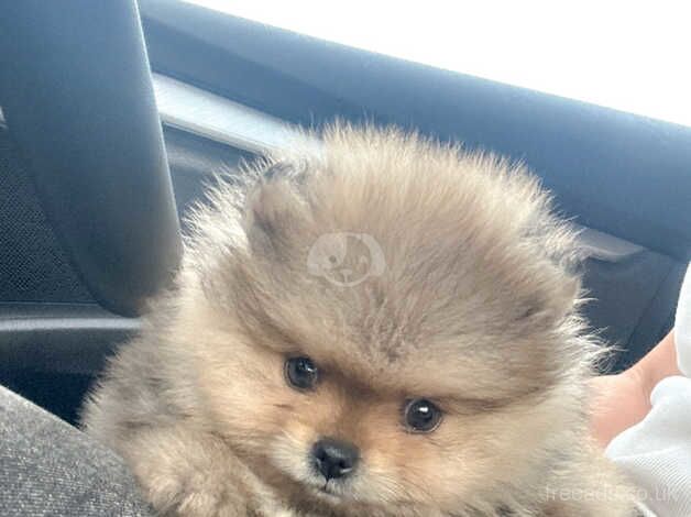 READY NOW XXS Teddy Bear Pomeranian Boy for sale in Manchester, Greater Manchester