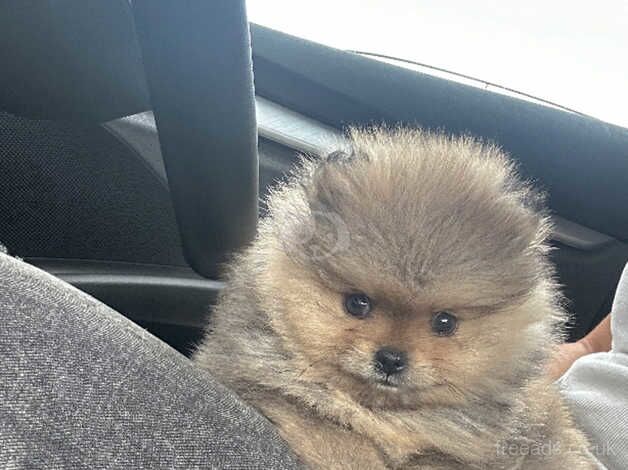 READY NOW XXS Teddy Bear Pomeranian Boy for sale in Manchester, Greater Manchester - Image 2