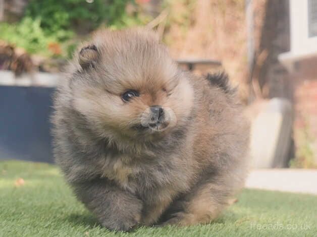 READY NOW XXS Teddy Bear Pomeranian Boy for sale in Manchester, Greater Manchester - Image 3