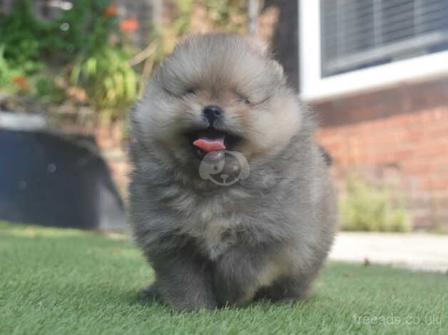 READY NOW XXS Teddy Bear Pomeranian Boy for sale in Manchester, Greater Manchester - Image 5