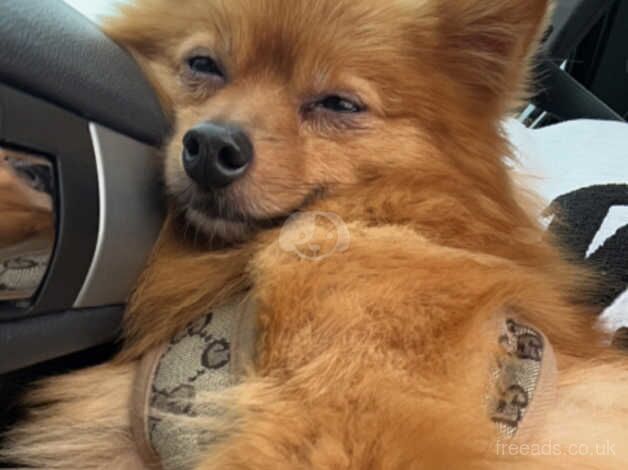 Red Pomeranian for sale in Skegness, Lincolnshire - Image 1