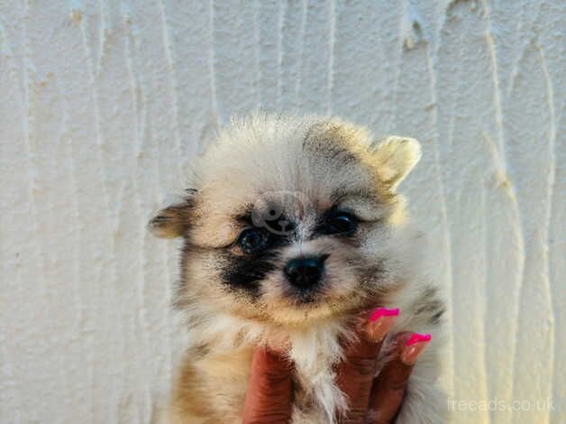 REDUCED AND READY NOW! Merle Pomeranian for sale in Pontypool/Pont-y-pwl, Torfaen