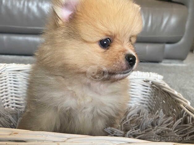 REDUCED PRICE Just 1 Pomeranian boy left for sale in Freckleton, Lancashire