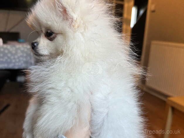 Reduced price White and Cream Pomeranian Puppies for sale in Aberdeen, Aberdeen