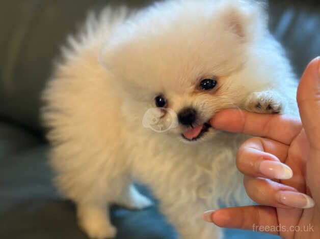 Reduced price White and Cream Pomeranian Puppies for sale in Aberdeen, Aberdeen - Image 2