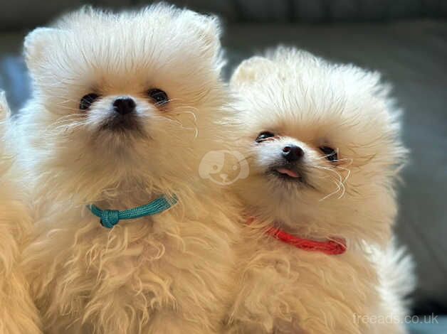 Reduced price White and Cream Pomeranian Puppies for sale in Aberdeen, Aberdeen - Image 3