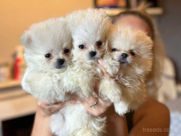 Reduced price White and Cream Pomeranian Puppies for sale in Aberdeen, Aberdeen - Image 4