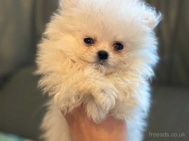 Reduced price White and Cream Pomeranian Puppies for sale in Aberdeen, Aberdeen - Image 5