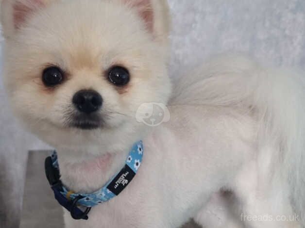 Pomeranian Boy for sale in Harlow, Essex