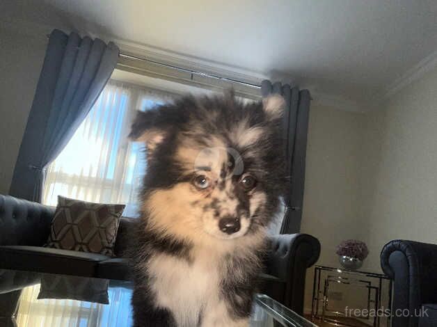 Russian Merle Pomeranians for sale in Greenwich, London