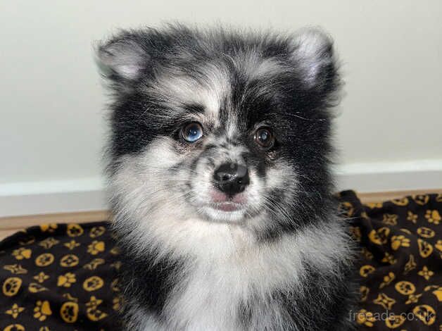 Russian Merle Pomeranians for sale in Greenwich, London - Image 3