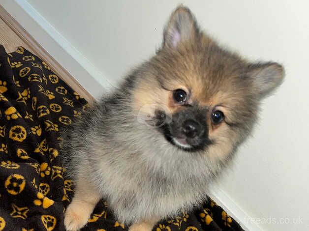 Russian Merle Pomeranians for sale in Greenwich, London - Image 4