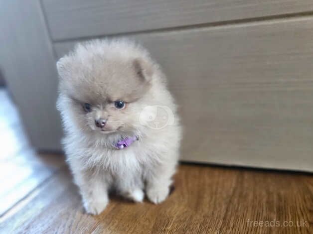 RUSSIAN Pomeranian lilc/lavender/isabella rare xxs for sale in Nottingham, Nottinghamshire