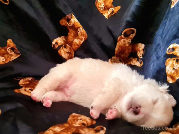 Russian pomeranian puppies for sale in Dunstable, Bedfordshire