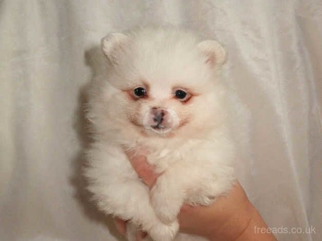 RUSSIAN POMERANIAN PUPS-Dad is star in BRIDGERTON for sale in Rye, East Sussex