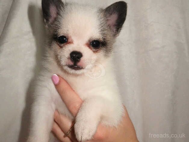 RUSSIAN POMERANIAN PUPS-Dad is star in BRIDGERTON for sale in Rye, East Sussex - Image 2