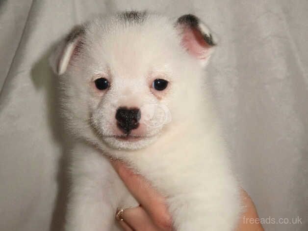 RUSSIAN POMERANIAN PUPS-Dad is star in BRIDGERTON for sale in Rye, East Sussex - Image 3