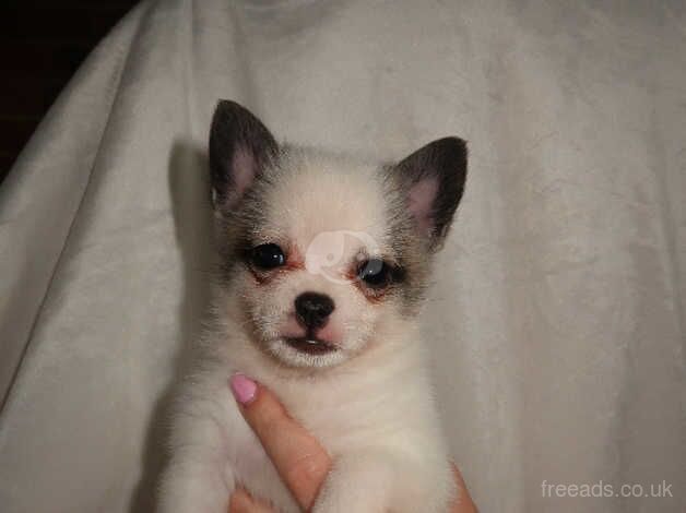 RUSSIAN POMERANIAN PUPS-Dad is star in BRIDGERTON for sale in Rye, East Sussex - Image 4