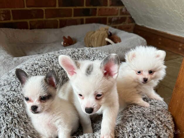 RUSSIAN POMERANIAN PUPS-Dad is star in BRIDGERTON for sale in Rye, East Sussex - Image 5