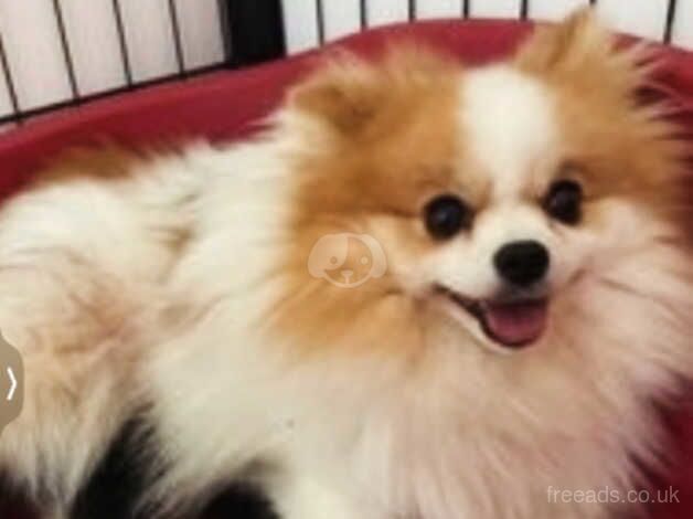 Russian small Pomeranian girls for sale in Morecambe, Lancashire