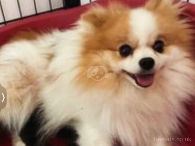 Russian small Pomeranian girls for sale in Morecambe, Lancashire - Image 2