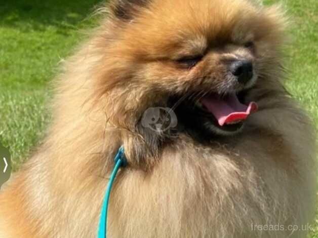 Russian small Pomeranian girls for sale in Morecambe, Lancashire - Image 3