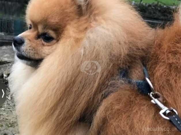 Russian small Pomeranian girls for sale in Morecambe, Lancashire - Image 4