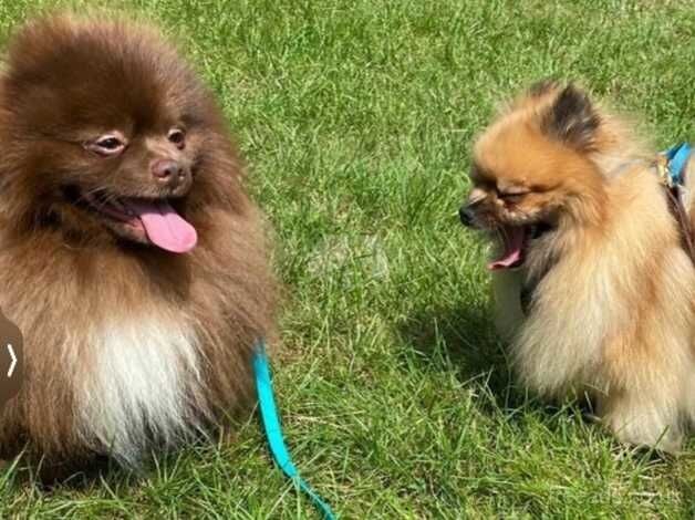 Russian small Pomeranian girls for sale in Morecambe, Lancashire - Image 5