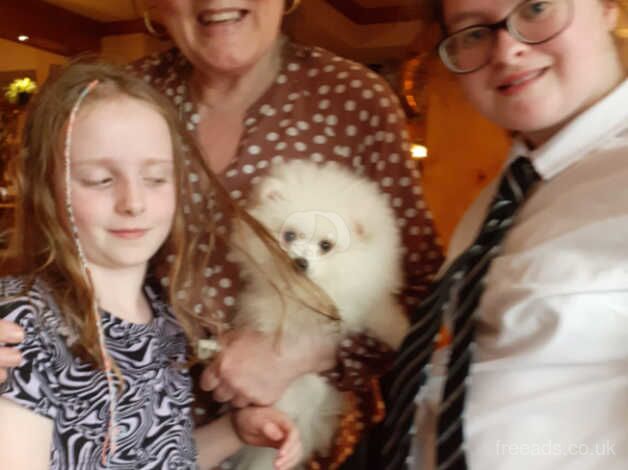 Sadly having to re-home my besutiful, white Pomeranian pup 15 Mths Old for sale in Glasgow, Glasgow City