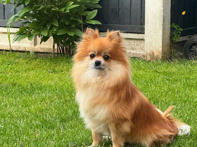 SALE ! SALE!! Very loved fluffy playful girl puppy for sale in Gainsborough, Lincolnshire - Image 1