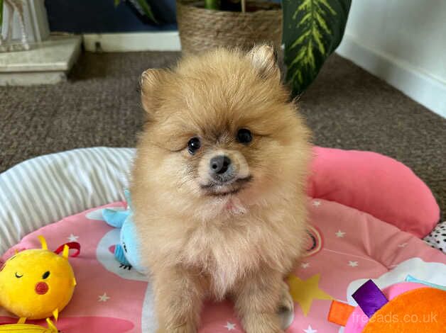 SALE ! SALE!! Very loved fluffy playful girl puppy for sale in Gainsborough, Lincolnshire - Image 2