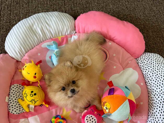 SALE ! SALE!! Very loved fluffy playful girl puppy for sale in Gainsborough, Lincolnshire - Image 3