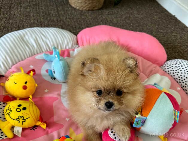 SALE ! SALE!! Very loved fluffy playful girl puppy for sale in Gainsborough, Lincolnshire - Image 4