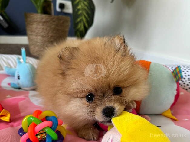 SALE ! SALE!! Very loved fluffy playful girl puppy for sale in Gainsborough, Lincolnshire - Image 5