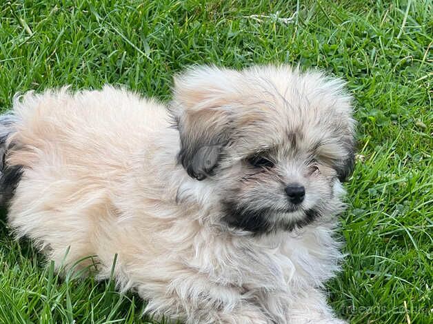 Shih Tzu - Pomeranian Mix for sale in Trowbridge, Cardiff - Image 2