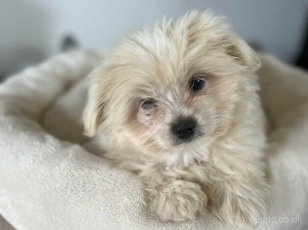 Shih Tzu - Pomeranian Mix for sale in Trowbridge, Cardiff - Image 4