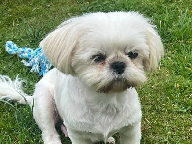 Shih Tzu - Pomeranian Mix for sale in Trowbridge, Cardiff - Image 5