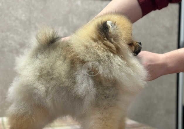 Pomeranians for sale in Barnstaple, Devon