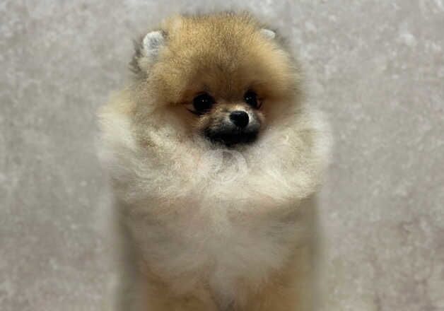 KC Registered Pomeranian Puppies for sale in Devon