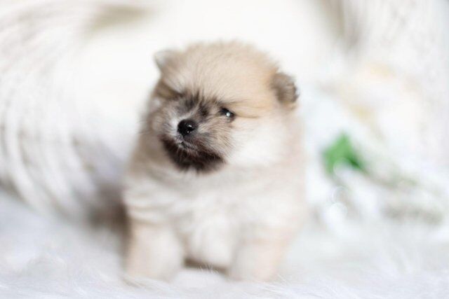 SHOW QUALITY teddybear pomeranians for sale in Tow Law, County Durham - Image 3