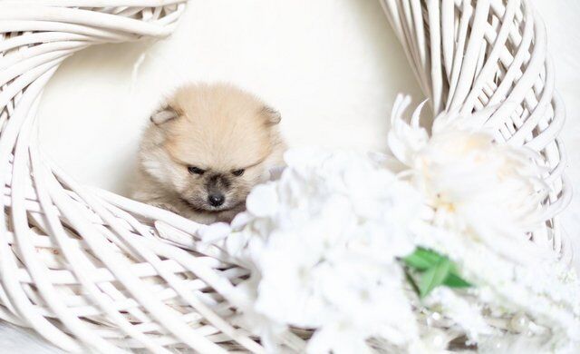 SHOW QUALITY teddybear pomeranians for sale in Tow Law, County Durham - Image 4