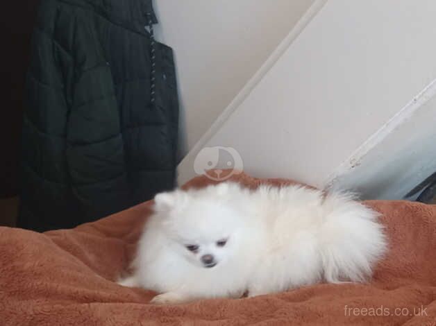 Small Pomeranian Girl for sale in Greenwich, Greenwich, Greater London - Image 4