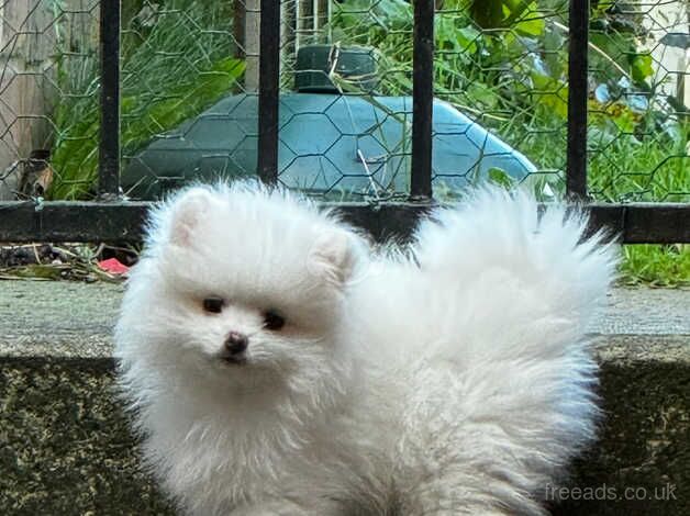 Small teddy bear Pomeranian puppy for sale in Rochdale, Greater Manchester - Image 1