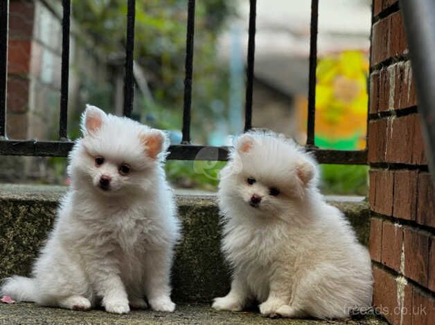 Small teddy bear Pomeranian puppy for sale in Rochdale, Greater Manchester - Image 2