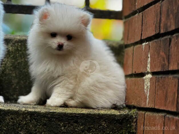 Small teddy bear Pomeranian puppy for sale in Rochdale, Greater Manchester - Image 3